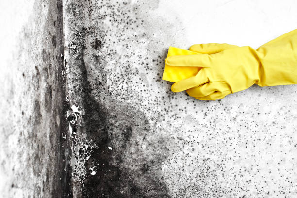Best Mold Testing  in Cedar Falls, IA