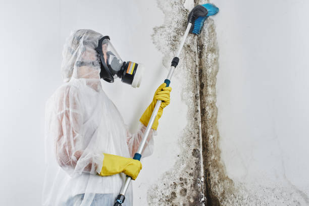 Best Mold Cleaning Services  in Cedar Falls, IA