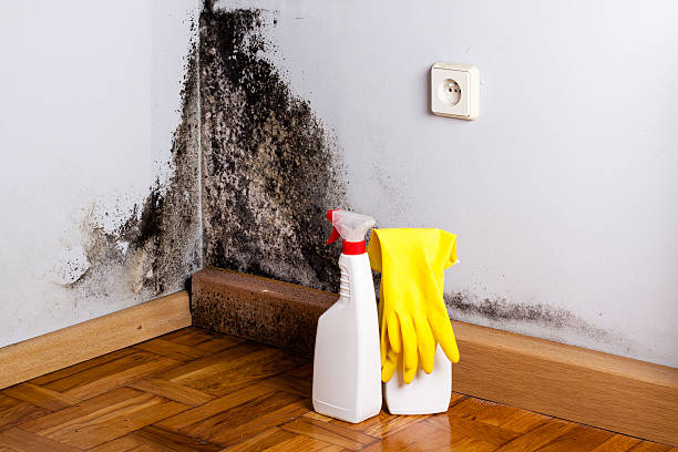 Reliable Cedar Falls, IA Mold Removal Solutions