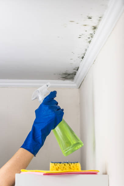 Best Commercial Mold Removal  in Cedar Falls, IA